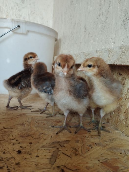 Курочки Білефельдори