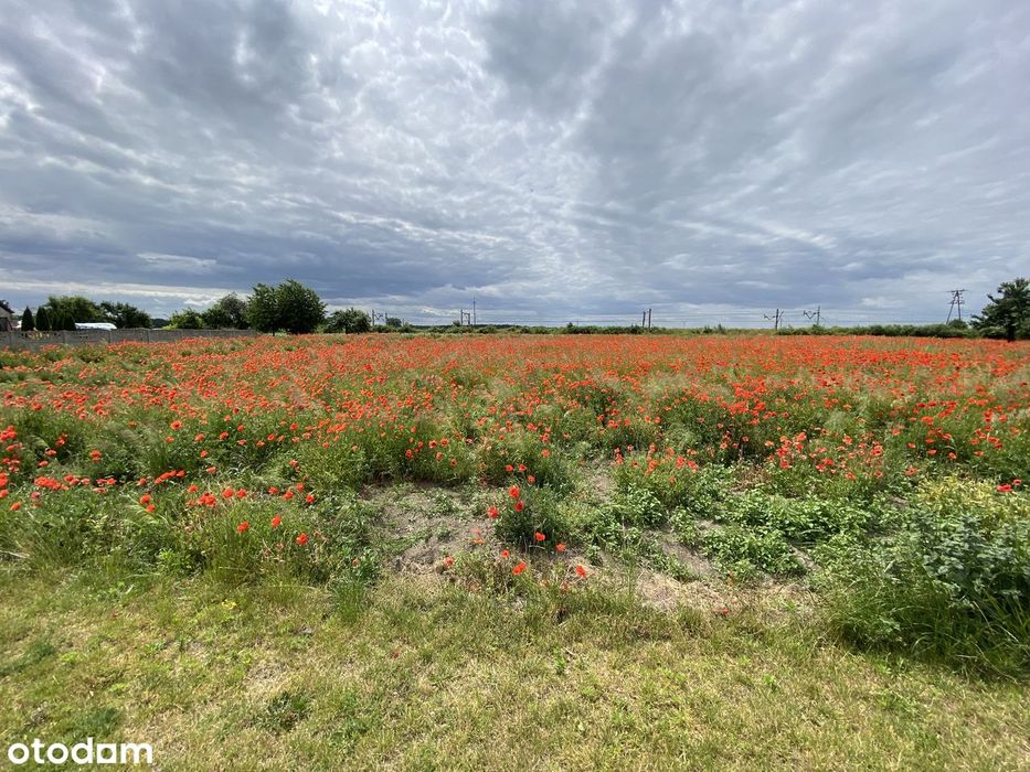 Twoje miejsce na ziemi - 1300 m² ciszy i spokoju w Witaszycach!