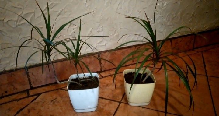 Dracena marginata "Magenta"