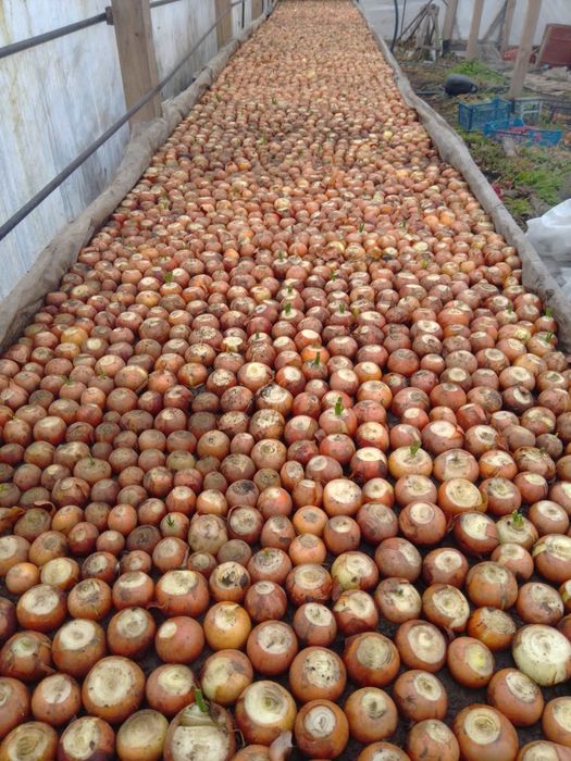 Зелена цибуля перо.