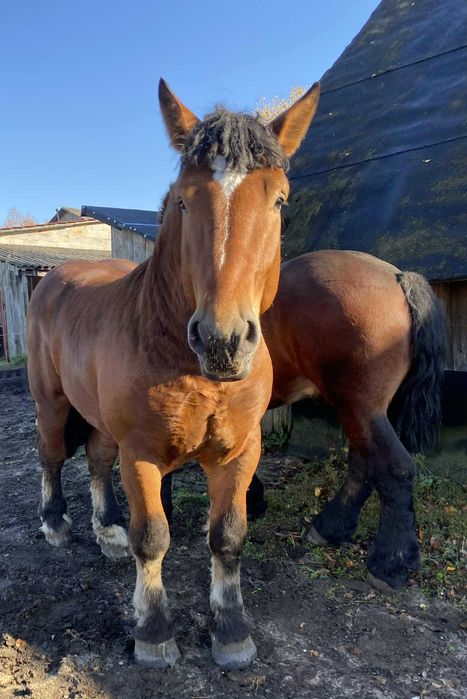 Sprzedam ogiery zimnokrwiste