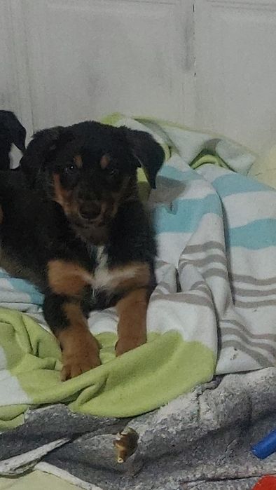 Bebés para adoção responsável (macho e fêmea)