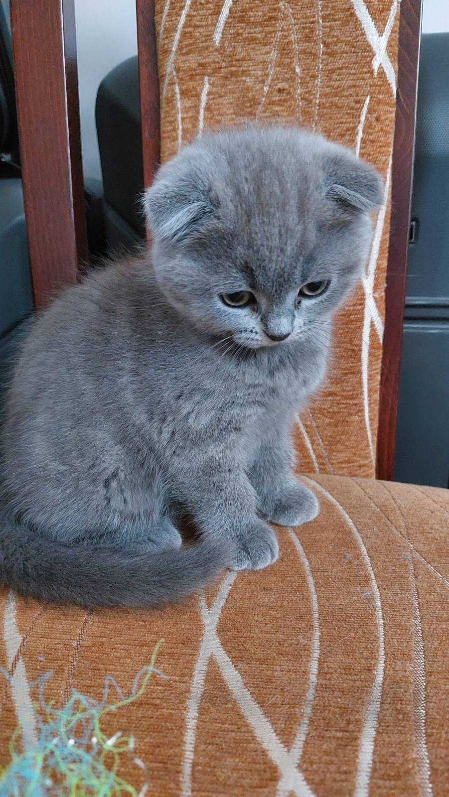 Koteczka brytyjska ( scottish fold) w kolorze niebieskim