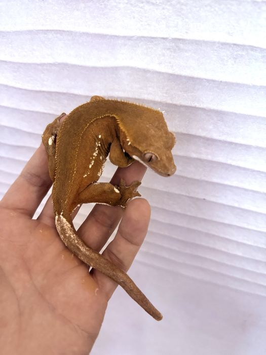 Gekon orzęsiony dorosła samica