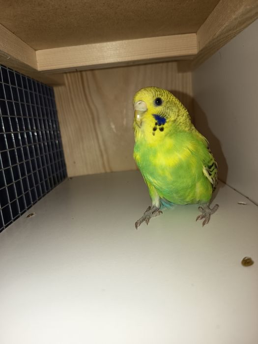 Sprzedam Papugi faliste i innego gatunku