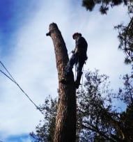 Corte e abate de árvores em situação difícil.