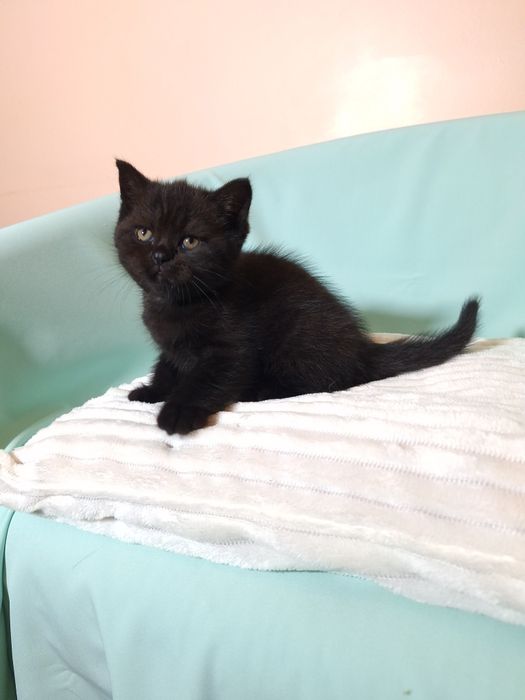 Шотландский чорний діамант.