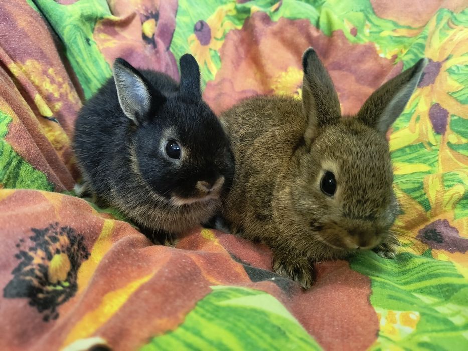 Кролик Мини и Карликовий