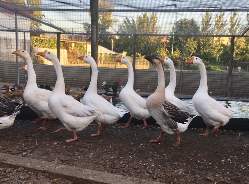 Gansos de Toulouse e da Guiné.