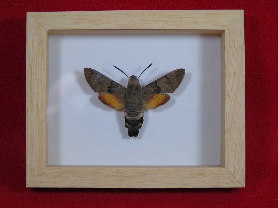 Motyl w ramce 10x8 cm . Macroglossum stellatarum , Fruczak gołąbek .