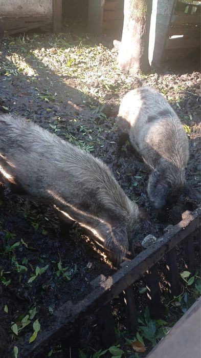 Свиноматки Кармали