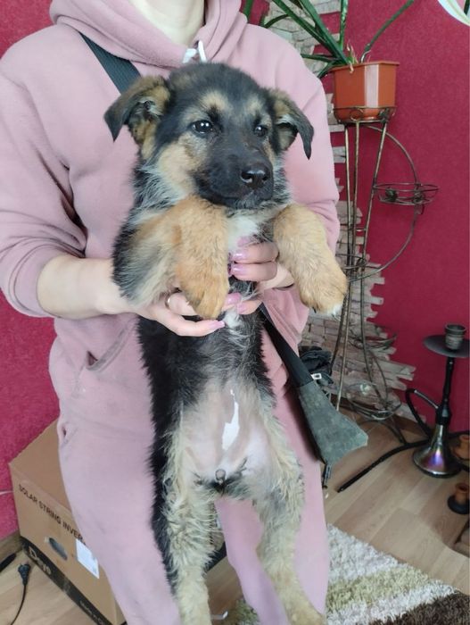 Продам цуценят Німецької вівчарки
