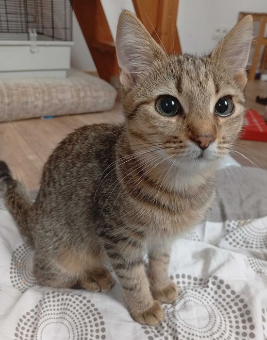 Kotki przytulaski do adopcji