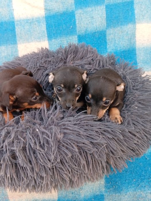 Pinczer Pinczerek Ratlerek