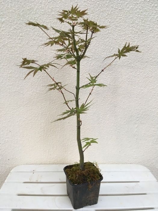 Acer palmatum 40cm a 80cm para bonsai ou jardim