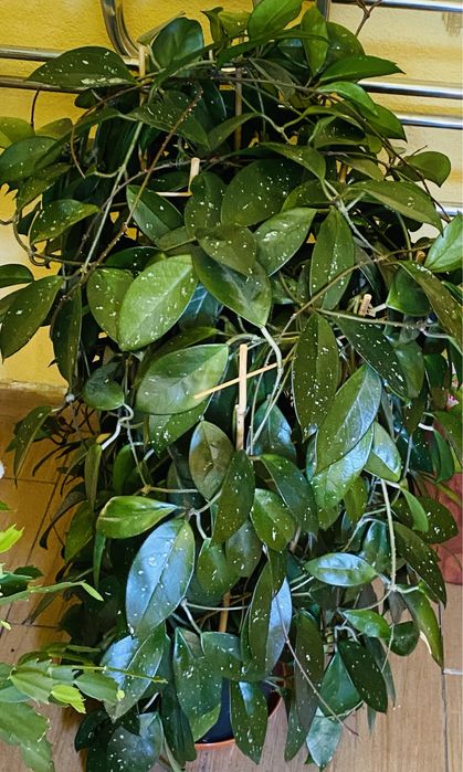 Hoya Carnosa  „shirley”piękna ,duża zdrowa