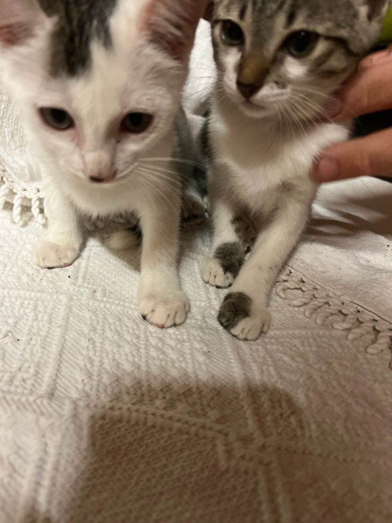 2 gatinhas lindas para adotar
