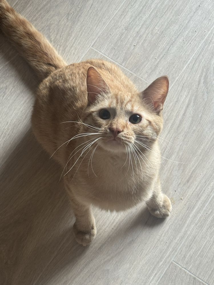 Котик шукає родину