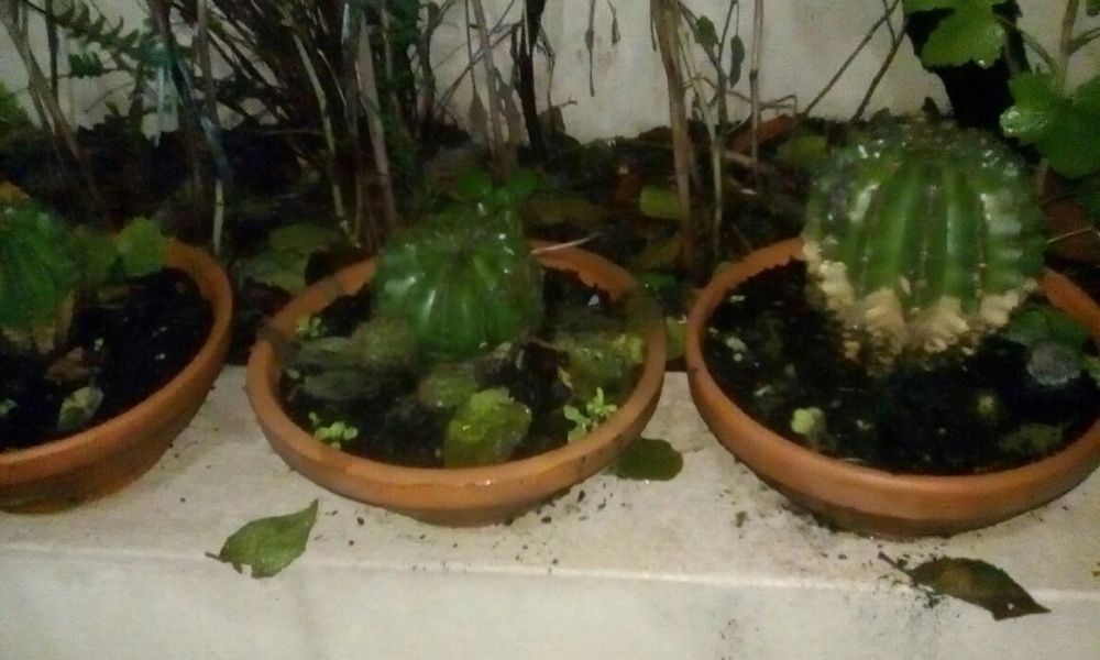 Cactos bola em vaso de barro