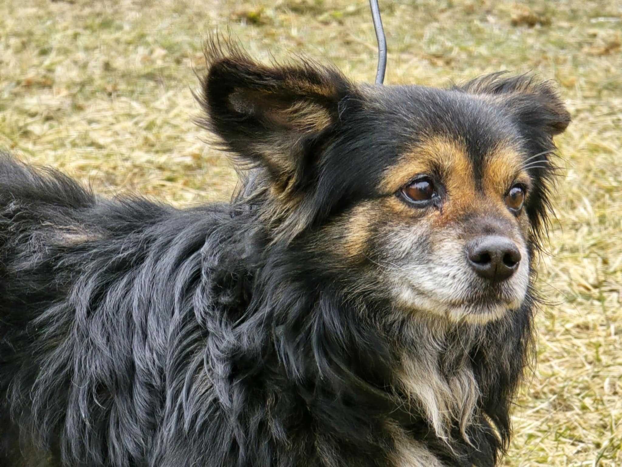 Amper - mały, przyjazny kundelek do adopcji