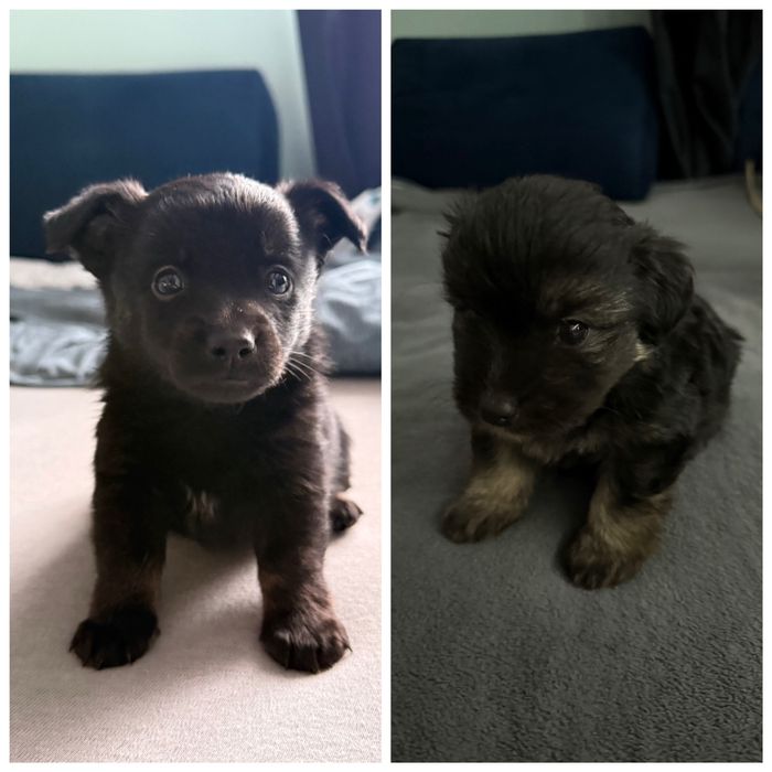 Szczeniaki- dwa samce