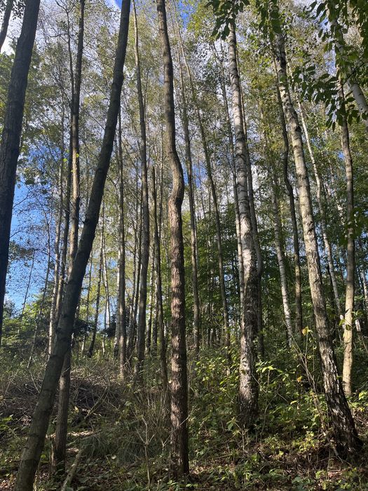 Las olchowo brzozowy 0,6ha