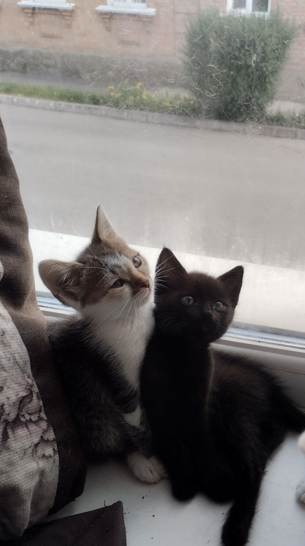 Файні котики! Безкоштовно!