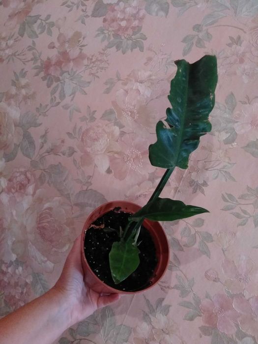 филодендрон 5 сортов