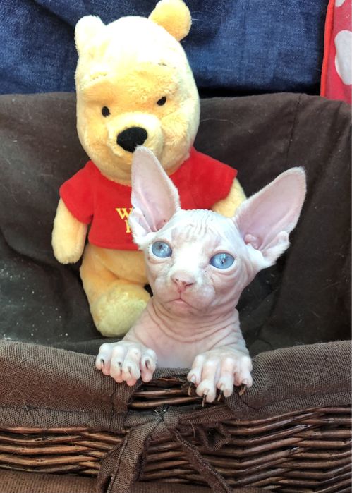 Канадские супердетки