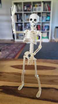 Szkielet człowieka 40cm