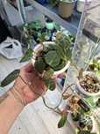 Philodendron Micans