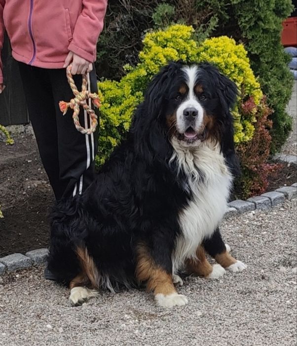 Berneński pies pasterski.