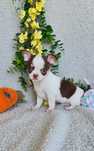 Excecional Chihuahua/Chiuaua.LinhagemRussa.Qualidd