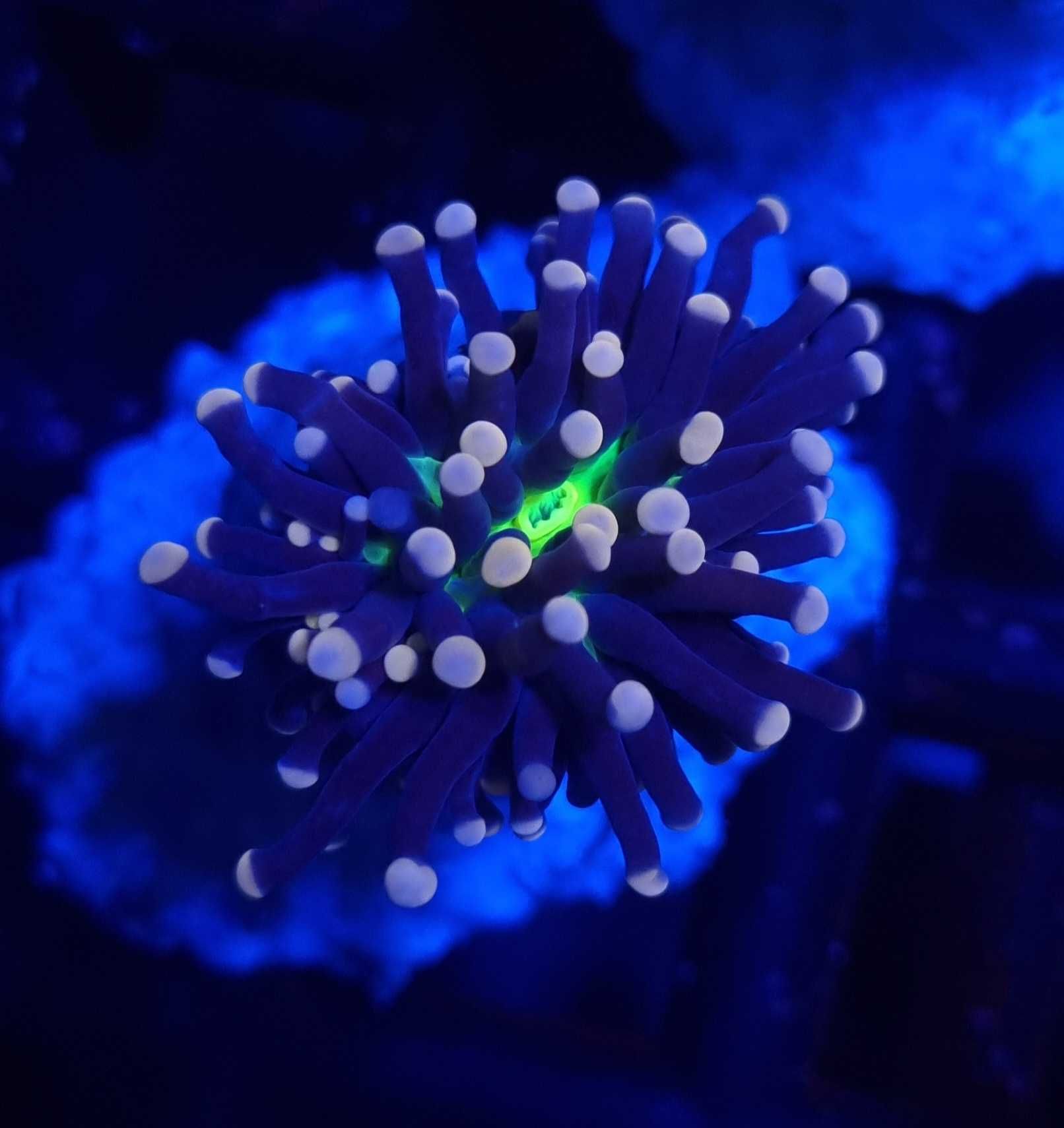 Euphyllia Cristata Joker akwarium morskie koralowce Korale.Pro