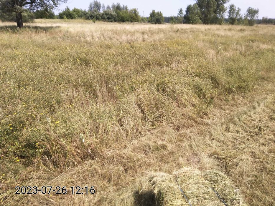 продам сено луговое, люцерна, от 1 тюка