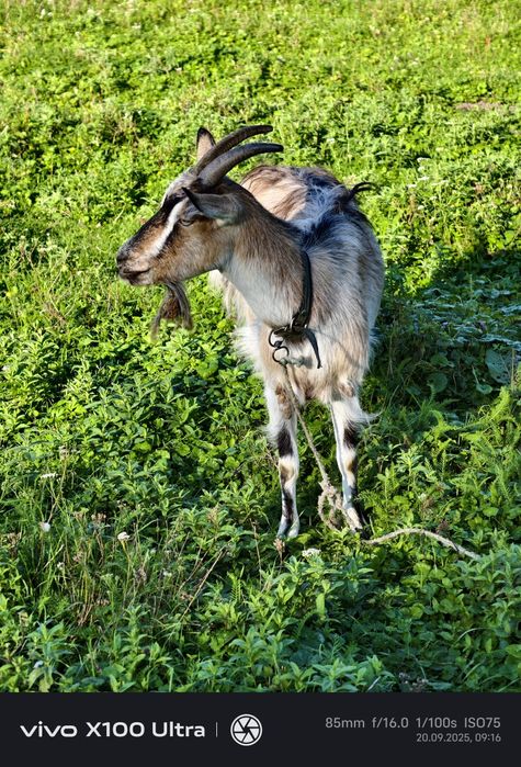 Продам козичок дорослих