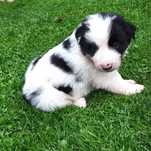 Border collie - piesek czarno-biały