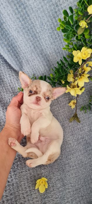 Excecional menino mini mini merle Chihuahua/Chiuaua. LinhagemRussa