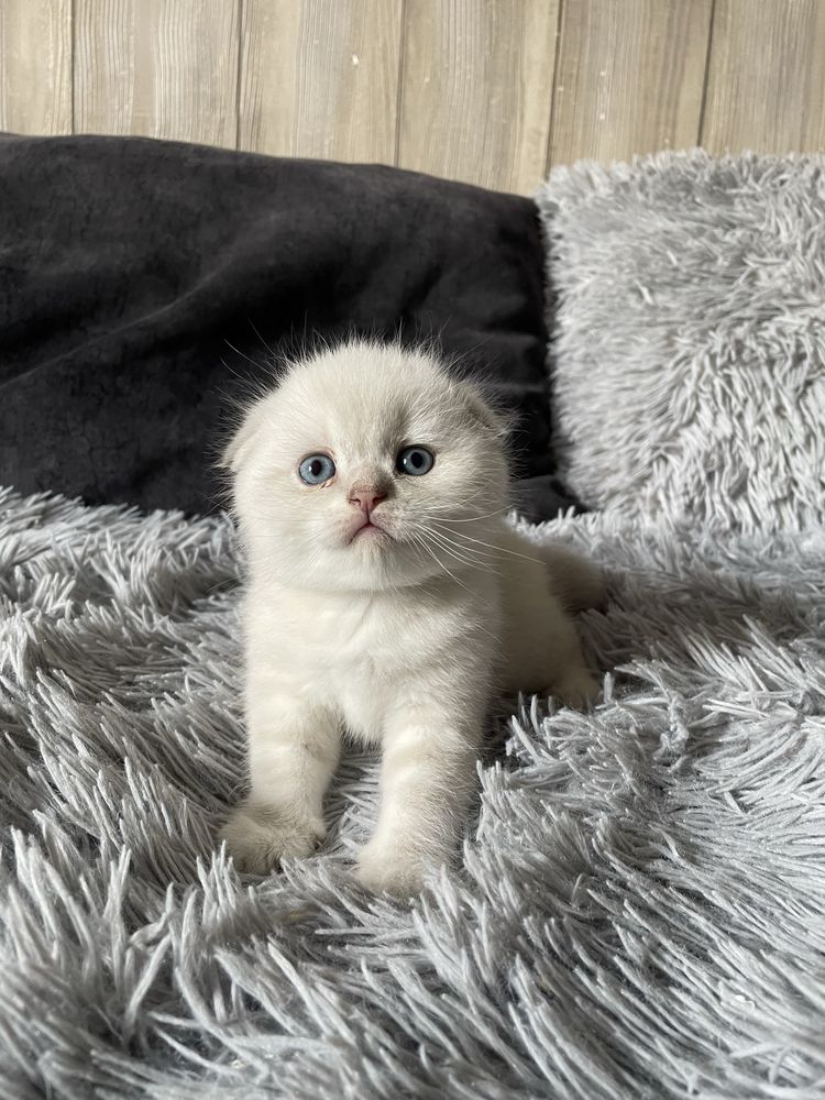 Шотландські чистокровні кошенята, котик фолд,шотландские котята