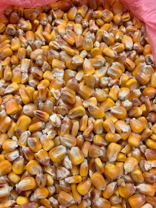 Кукурудза суха , 2025р, хороша якість