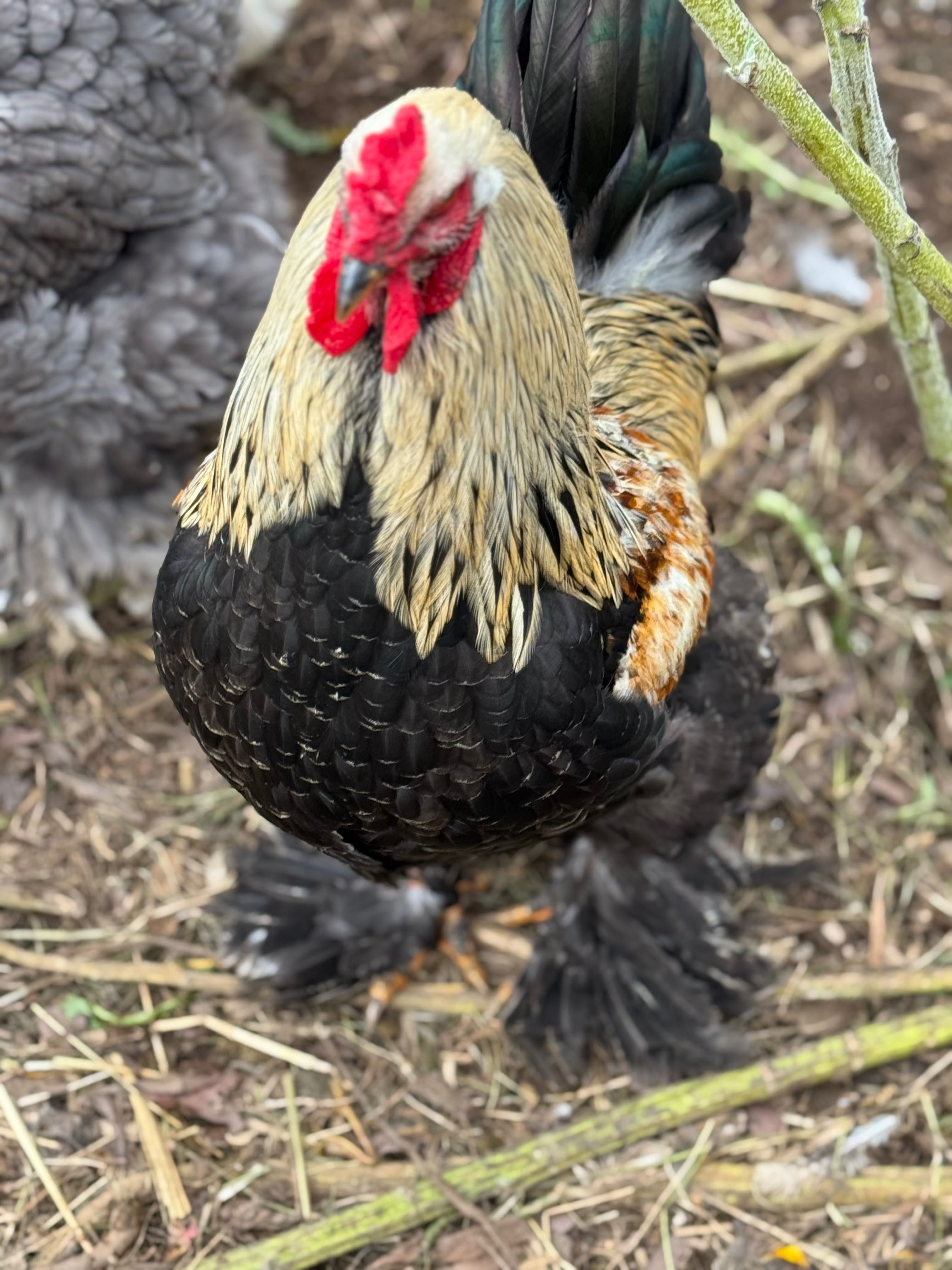 ovos galados brahma