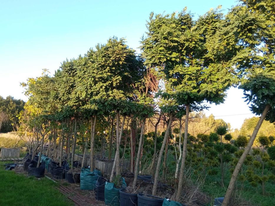 Brzoza brodawkowata,buk,grab,klon, lipa,dąb, jesion wyniosły,sosna