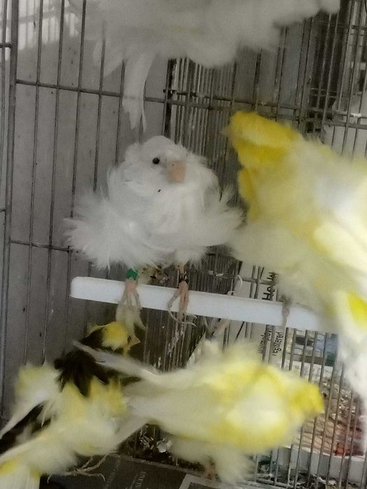 Canários frisados parisienses