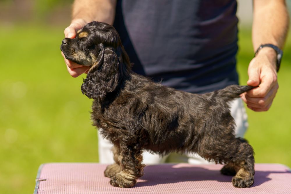 Gotowe do odbioru szczeniaki cocker spaniel Imperialsetter FCI ZKWP