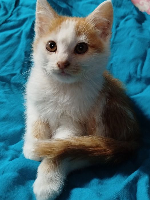 хлопчик безкоштовно