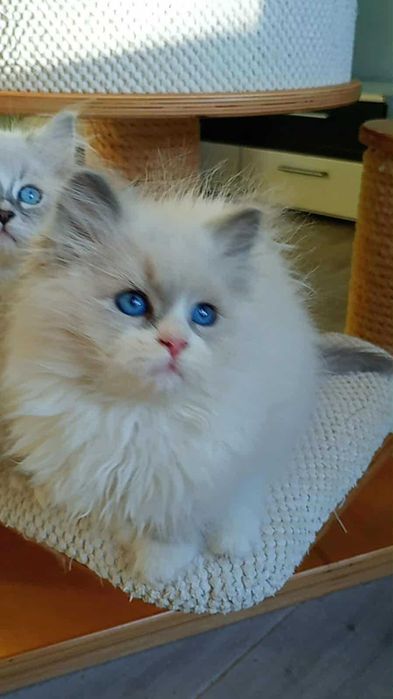 Kotka Neva Masquerade po International Champion WCF