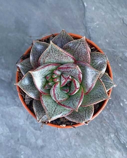 Сукулент Эхеверія китайська (Echeveria Chinesis | Dionysos) (489)