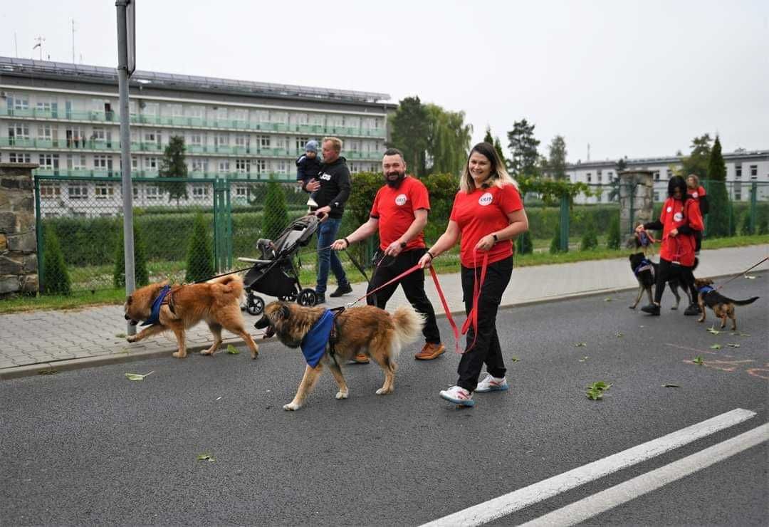 Pat i Mat dwa młode psiaki do adopcji