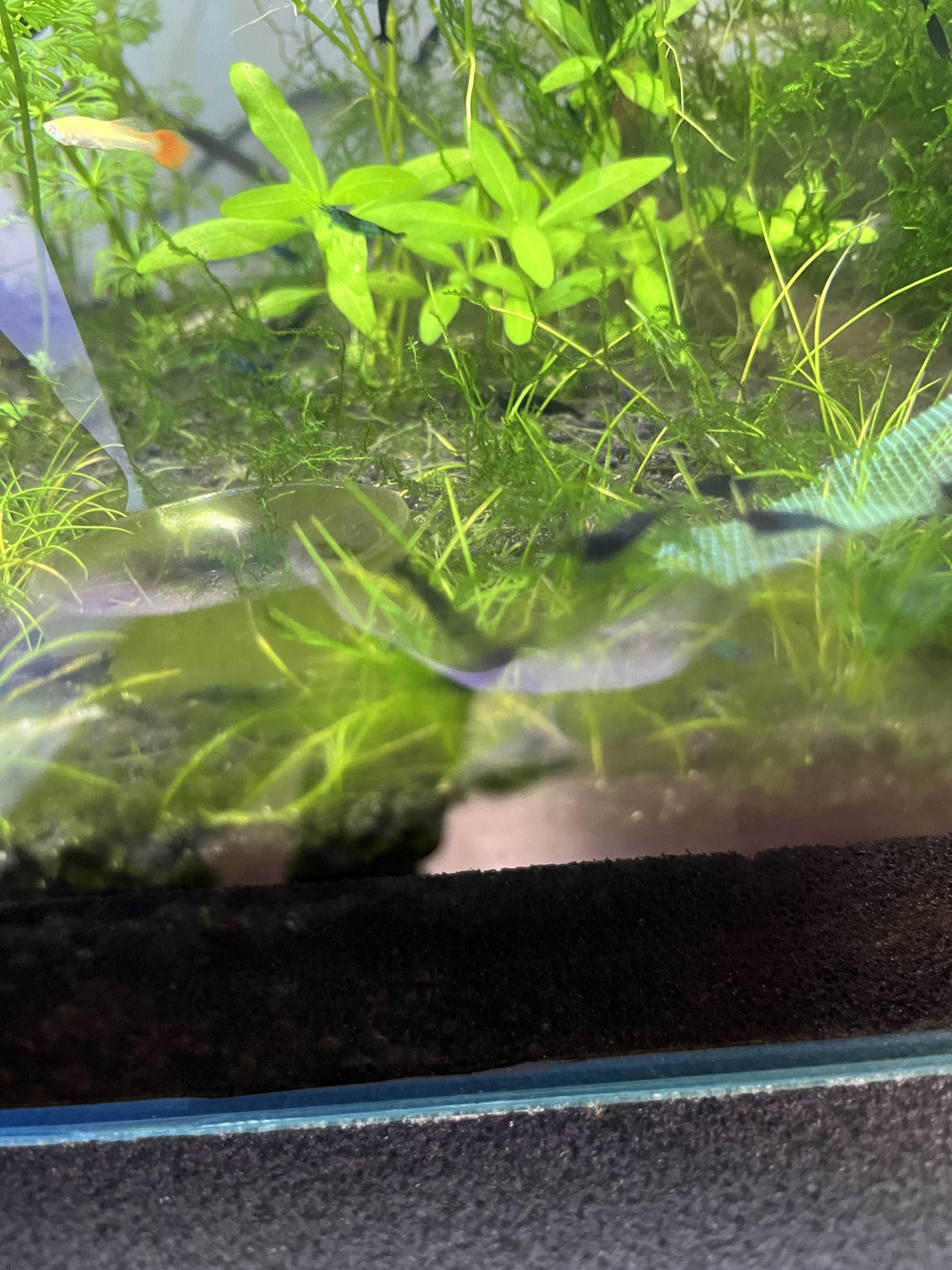 Krewetki blue velvet