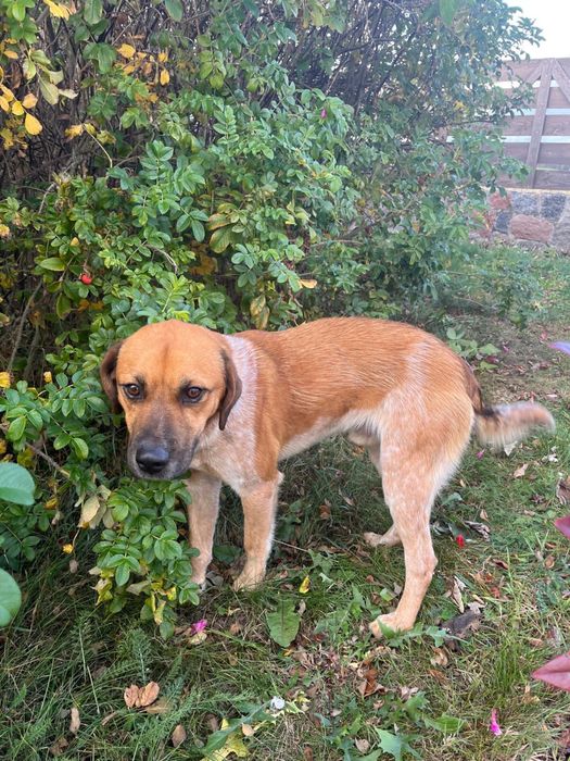 zaginal piesek z obrożą